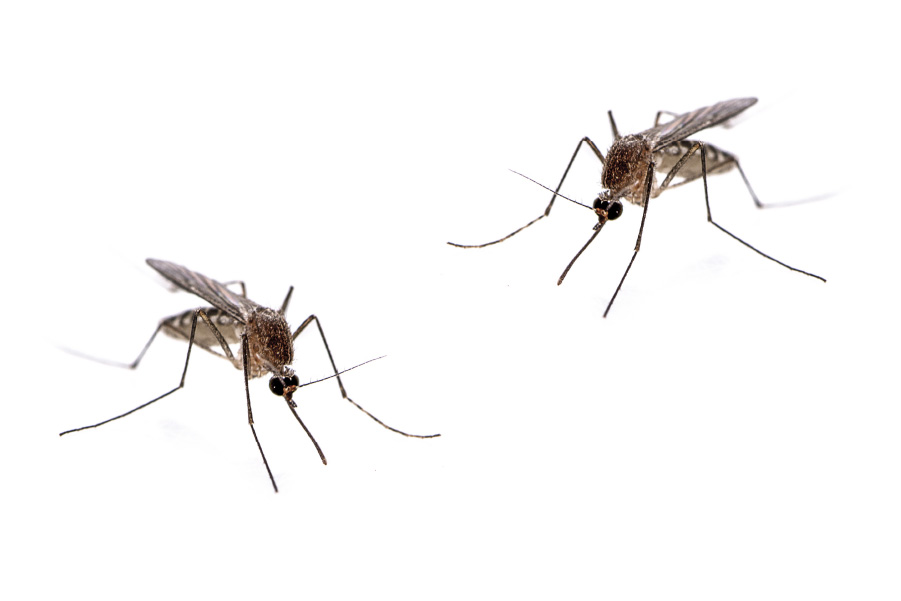 蚊 ハエの種類と生態 害虫駆除 ウイルス消毒 除菌 殺菌 ならアドバンスサービス